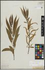 Foto von Salix alba L. x Salix fragilis L.